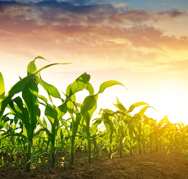 Sobre a D'Milho Alimentos